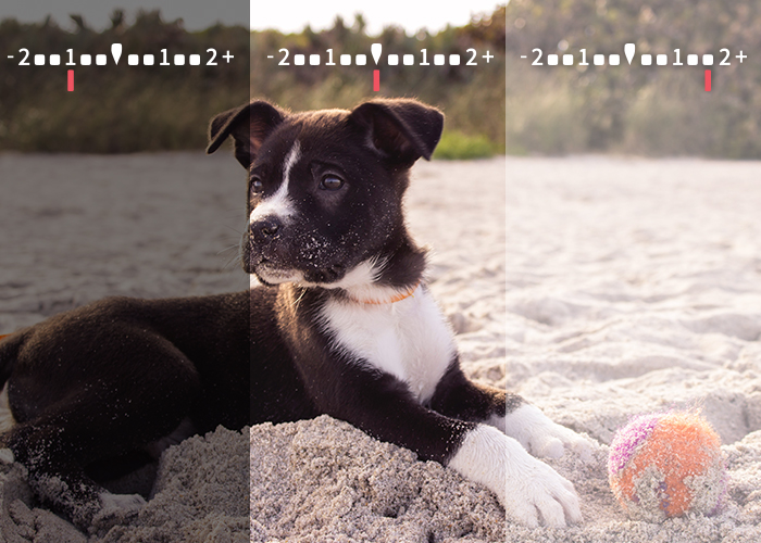 Exemplo de ajuste manual de foto de cachorro